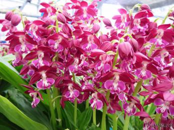 エビネ 蘭裕園 Ranyuen