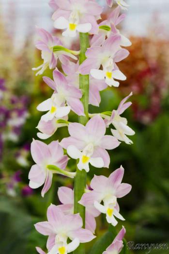 エビネ 蘭裕園 Ranyuen