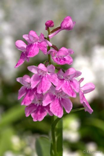 アワチドリ・夢ちどり 蘭裕園 Ranyuen
