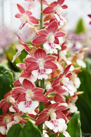 エビネ 蘭裕園 Ranyuen