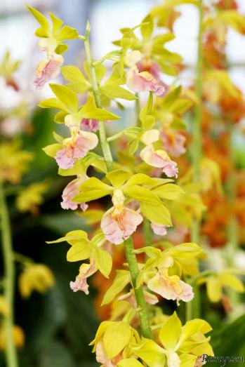 エビネ 蘭裕園 Ranyuen