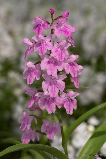 アワチドリ・夢ちどり 蘭裕園 Ranyuen