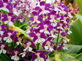 エビネ 蘭裕園 Ranyuen