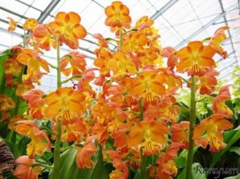 エビネ 蘭裕園 Ranyuen