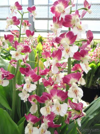 エビネ 蘭裕園 Ranyuen