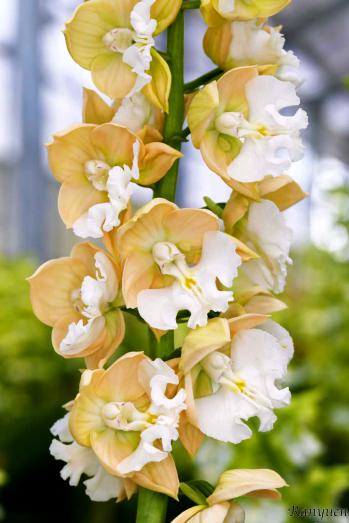 エビネ 蘭裕園 Ranyuen