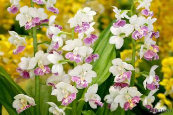 エビネ 蘭裕園 Ranyuen