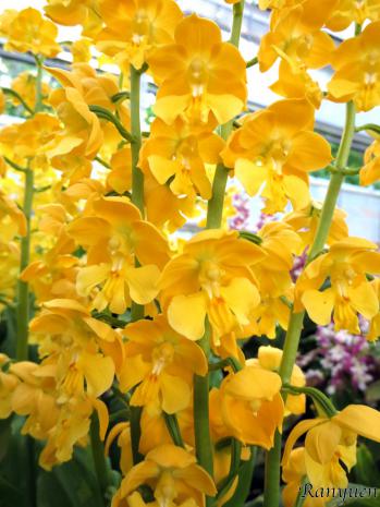 エビネ 蘭裕園 Ranyuen