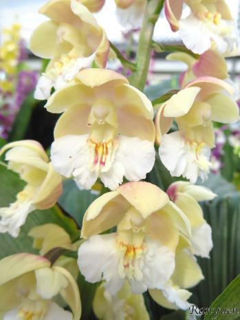 エビネ 蘭裕園 Ranyuen