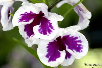 アワチドリ・夢ちどり 蘭裕園 Ranyuen