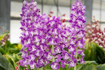 エビネ 蘭裕園 Ranyuen