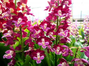 エビネ 蘭裕園 Ranyuen