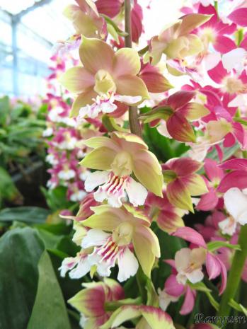 エビネ 蘭裕園 Ranyuen