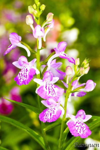 アワチドリ・夢ちどり 蘭裕園 Ranyuen