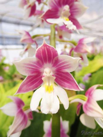 エビネ 蘭裕園 Ranyuen