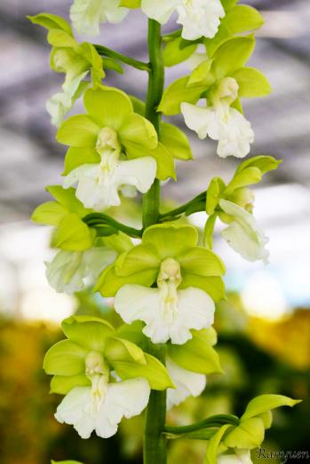 エビネ 蘭裕園 Ranyuen