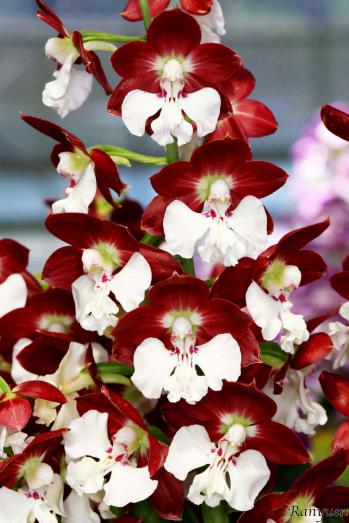 エビネ 蘭裕園 Ranyuen