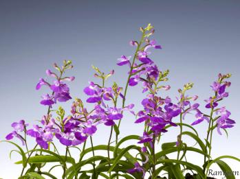 アワチドリ・夢ちどり 蘭裕園 Ranyuen