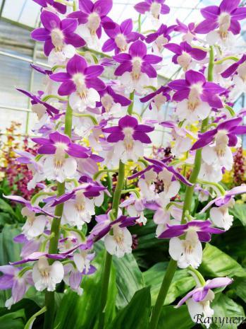 エビネ 蘭裕園 Ranyuen