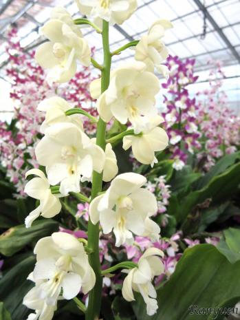 エビネ 蘭裕園 Ranyuen