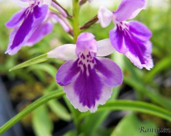 アワチドリ・夢ちどり 蘭裕園 Ranyuen