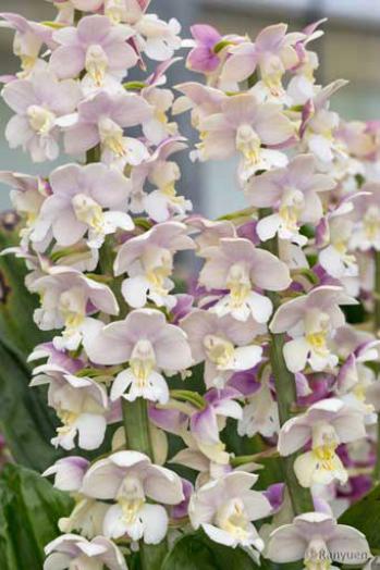 エビネ 蘭裕園 Ranyuen