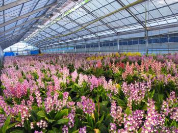 エビネ 蘭裕園 Ranyuen