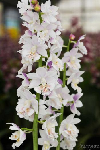 エビネ 蘭裕園 Ranyuen