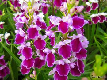 アワチドリ・夢ちどり 蘭裕園 Ranyuen