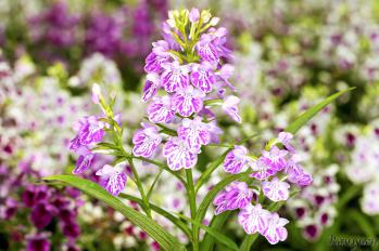 アワチドリ・夢ちどり 蘭裕園 Ranyuen