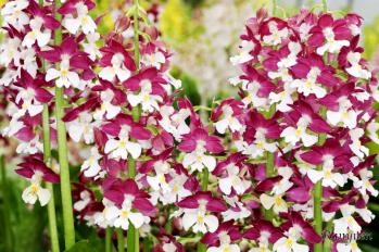 エビネ 蘭裕園 Ranyuen