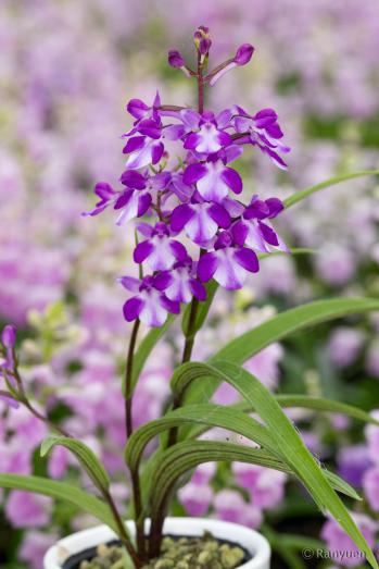アワチドリ・夢ちどり 蘭裕園 Ranyuen