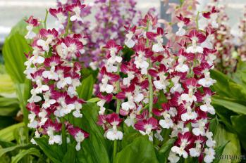 エビネ 蘭裕園 Ranyuen