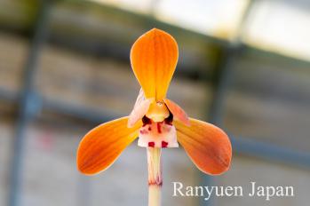 春蘭 蘭裕園 Ranyuen