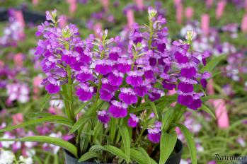 アワチドリ・夢ちどり 蘭裕園 Ranyuen