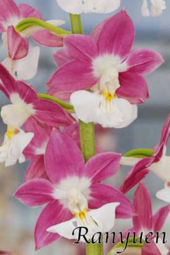 エビネ 蘭裕園 Ranyuen