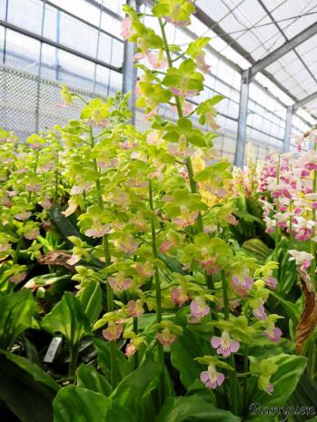 エビネ 蘭裕園 Ranyuen