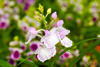 アワチドリ・夢ちどり 蘭裕園 Ranyuen