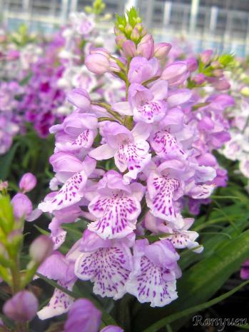 アワチドリ・夢ちどり 蘭裕園 Ranyuen