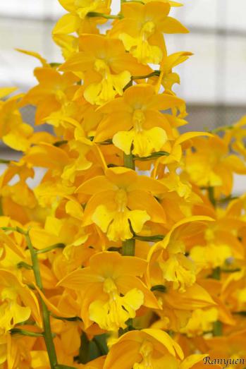 エビネ 蘭裕園 Ranyuen