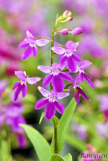 アワチドリ・夢ちどり 蘭裕園 Ranyuen