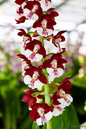 エビネ 蘭裕園 Ranyuen