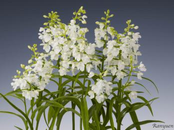 アワチドリ・夢ちどり 蘭裕園 Ranyuen