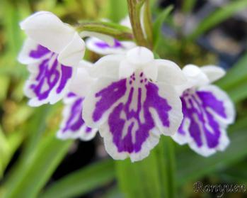 アワチドリ・夢ちどり 蘭裕園 Ranyuen