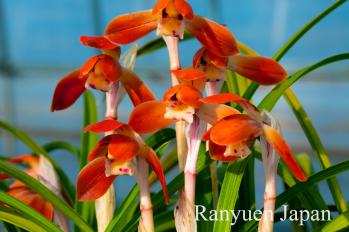 春蘭 蘭裕園 Ranyuen