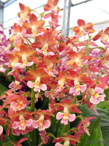 エビネ 蘭裕園 Ranyuen