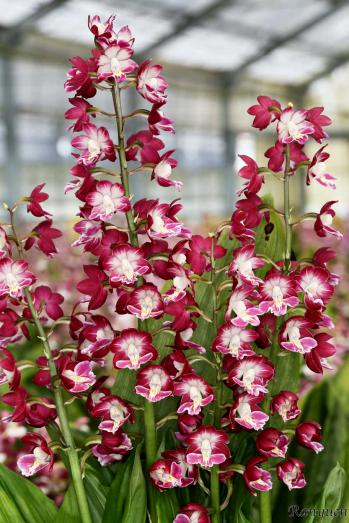 エビネ 蘭裕園 Ranyuen