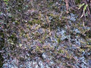 ムカデラン 蘭裕園 Ranyuen