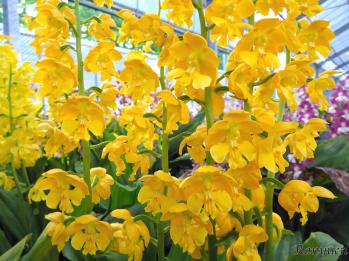 エビネ 蘭裕園 Ranyuen