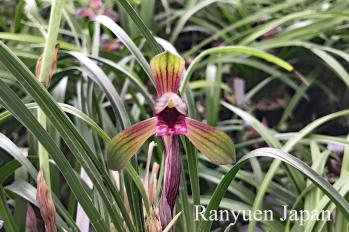 春蘭 蘭裕園 Ranyuen